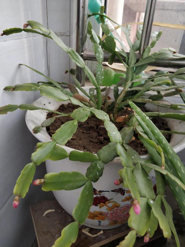 養花種草的幸福 養花種草的幸福