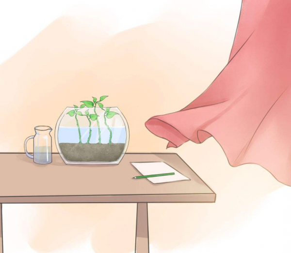 5種基礎肥料知識，學會“對症下藥”，植物“桿狀葉肥”