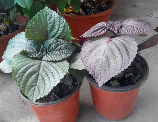 這4種植物,能驅散“細菌”、淨化空氣,減少人體生病的機率 這4種植物,能驅散“細菌”、淨化空氣,減少人體生病的機率