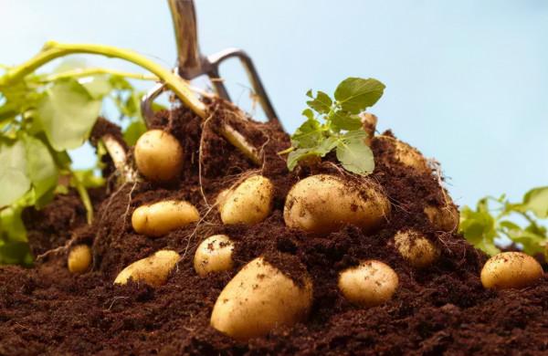 鍾南山院士推薦10種超級健康食物，抗疾病，增體能