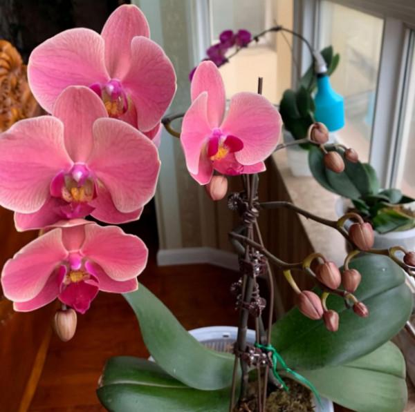 冬天好看“卻難養”的4種花，既然買了就要養好，教你養護技巧