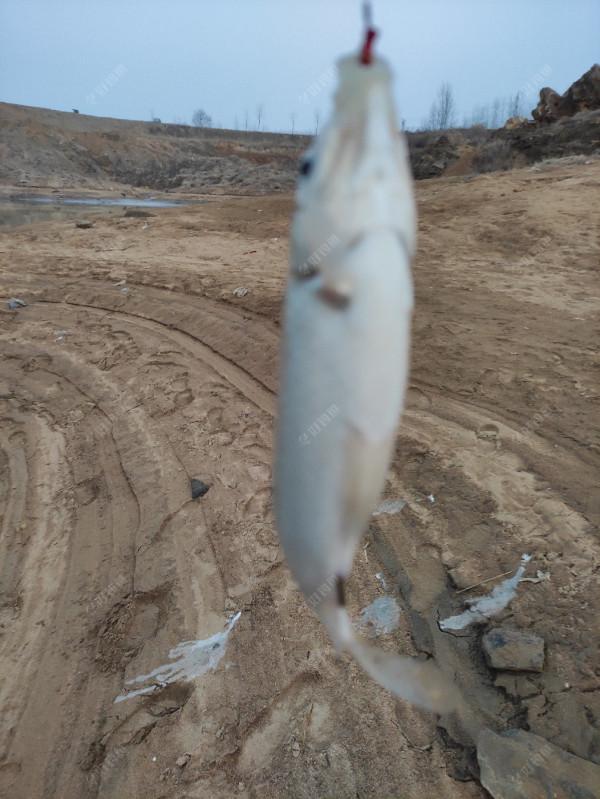 虎年首釣告捷！開竿見板鯽，迎來小爆護