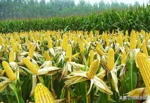 這些玉米品種適合在黃淮區域夏種，可能其中一個是你中意的