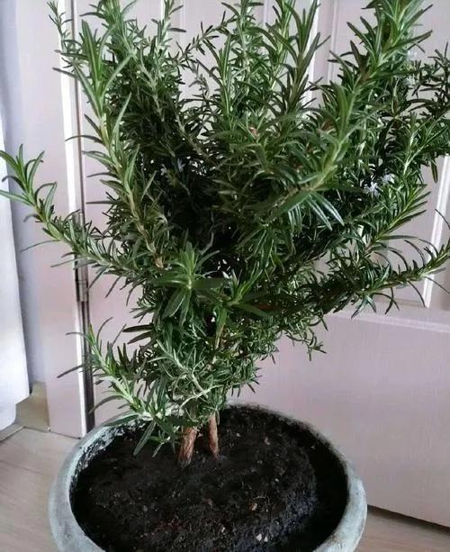 居家優雅綠植(三)