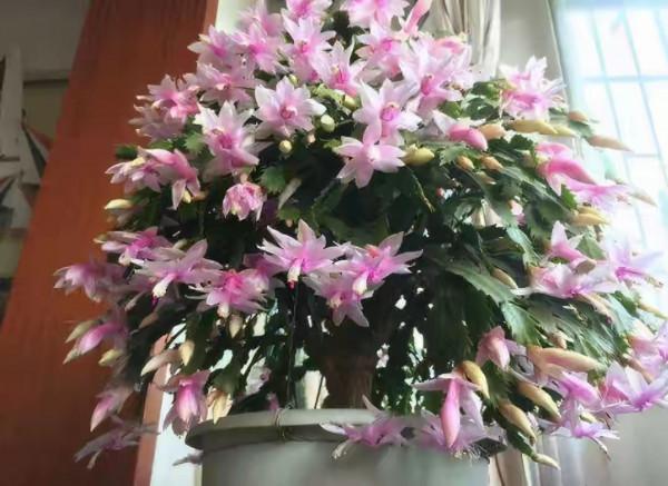 天氣冷氣溫低,這9種花要“幹養”,少澆水才不易受凍和爛根 天氣冷氣溫低,這9種花要“幹養”,少澆水才不易受凍和爛根