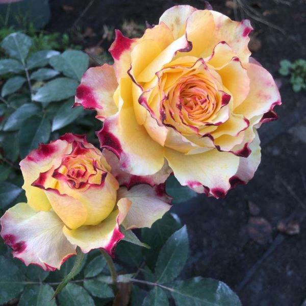 冬季給月季剪一刀，來年筍芽長更多，花苞呼呼冒