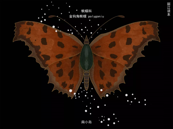 【COP15】看！這一隻只“會飛的花朵”