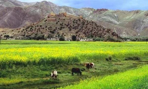 分享圖片：唐古拉山