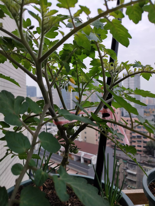 陽臺種菜的樂趣