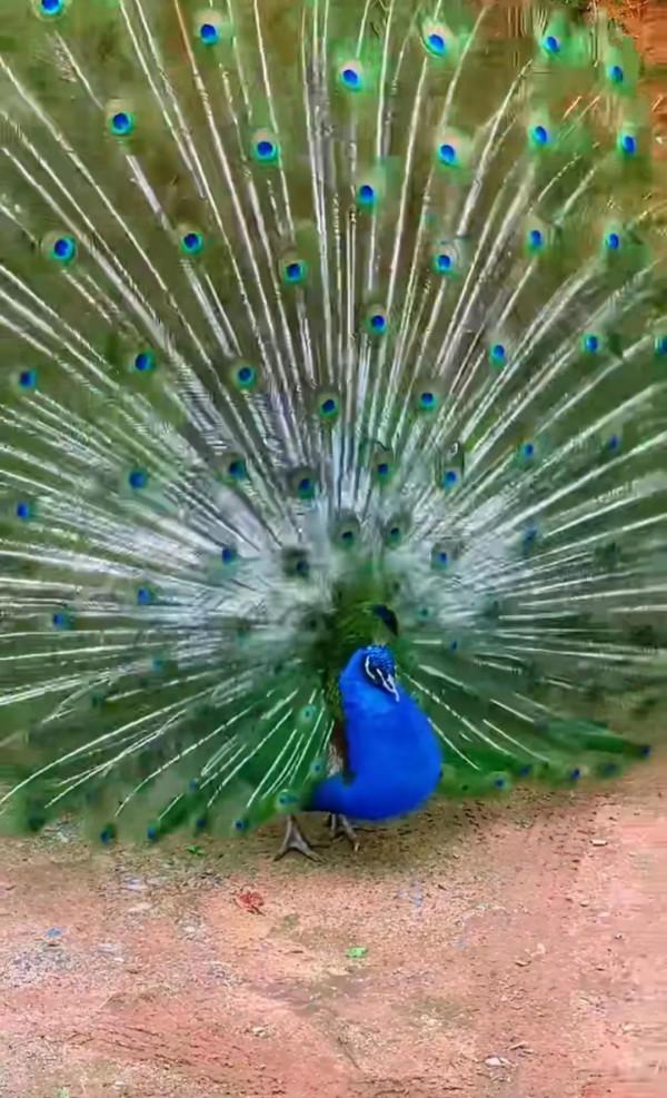 孔雀開屏。