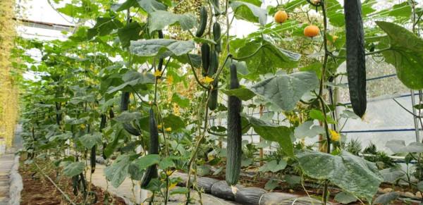 【國家AAA級景區】騰衝鑫和園景區