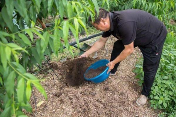 養花就用這4種“高磷肥”,不光生長旺盛,枝葉翠綠,開花更有勁 養花就用這4種“高磷肥”,不光生長旺盛,枝葉翠綠,開花更有勁