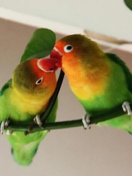 情侶愛情鳥的美圖