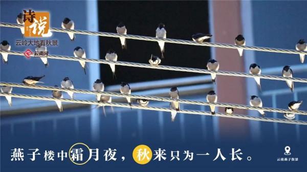 絕美！當雲嶺秋日美景遇上古詩詞