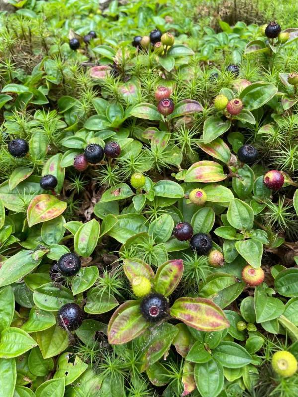 看，這就是深藏在貴州深山布依族村寨生活中的好滋味