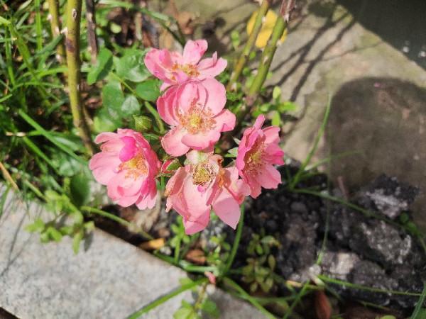 你是否也一樣,遇到漂亮的花花忍不住拍一拍 你是否也一樣,遇到漂亮的花花忍不住拍一拍