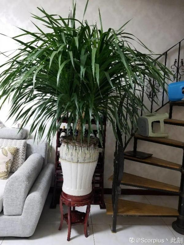 客廳養好樹，子孫一直富，8種樹養在家，鎮宅有安全感