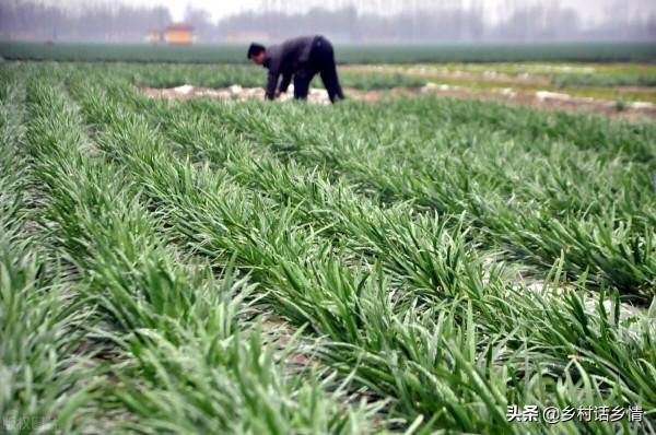 菠菜、韭菜、大蒜、小麥,冬前這兩點別忽視,產量高低就在這 菠菜、韭菜、大蒜、小麥,冬前這兩點別忽視,產量高低就在這
