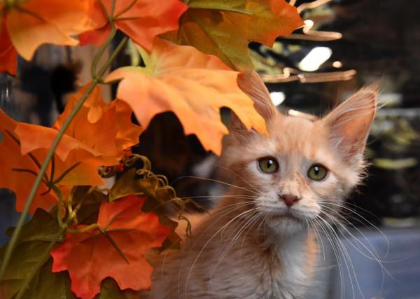 走進可愛值爆表的貓展現場