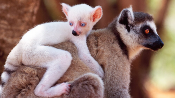 這些動物因遺傳基因的問題 導致皮毛變成了白色 這些動物因遺傳基因的問題 導致皮毛變成了白色