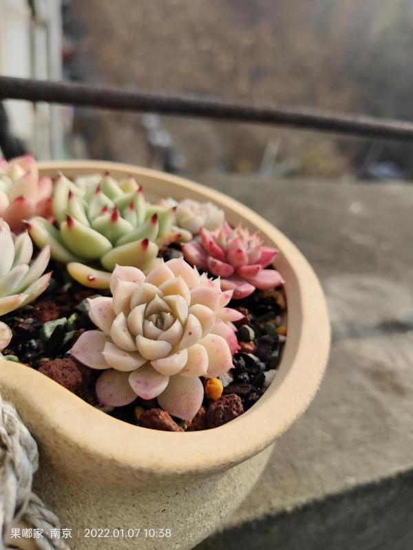 露養肉該有的健康色