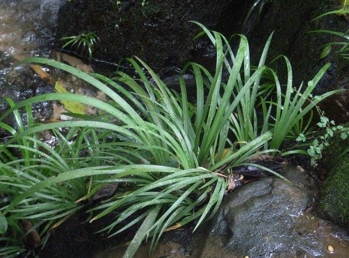 河邊石縫中常見的野草,外形酷似石蒜,價值珍貴,遇見記得帶回家 河邊石縫中常見的野草,外形酷似石蒜,價值珍貴,遇見記得帶回家