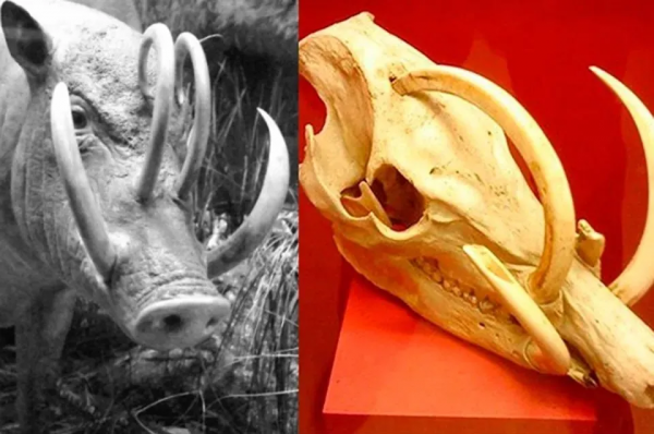 25個難以置信的動物事實,一個比一個神奇… 25個難以置信的動物事實,一個比一個神奇…