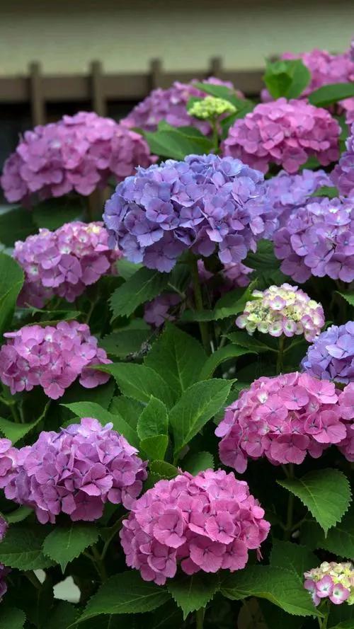 《&OpenCurlyQuote;秀球花的花開花落》