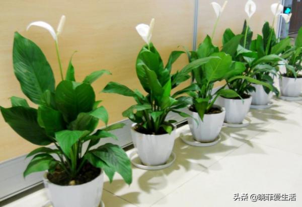 8種“喜水花”，不怕澆死了，越澆水長得越旺，手不勤養不活