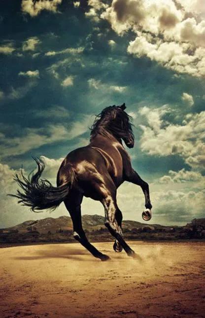 十二生肖的起源 十二生肖的起源