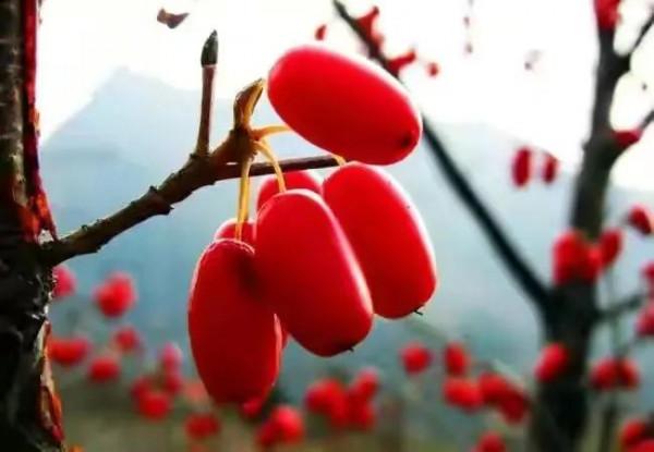 40種野果,滿滿都是兒時的味道 40種野果,滿滿都是兒時的味道