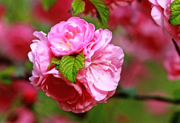 不逃避困難的星座,人生往往能取得不凡成就 不逃避困難的星座,人生往往能取得不凡成就