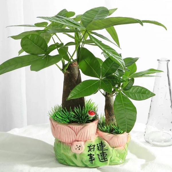 冬季花市最常見的植物哪些怕冷？這裡總結了十多種，你養過嗎