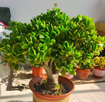 4種&OpenCurlyDoubleQuote;漂亮花&rdquo;，一個冬天不澆水死不了，開春反而長得更旺