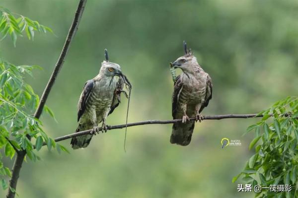 鳥兒美成雙。杭州翁劍敏/攝影 鳥兒美成雙。杭州翁劍敏/攝影