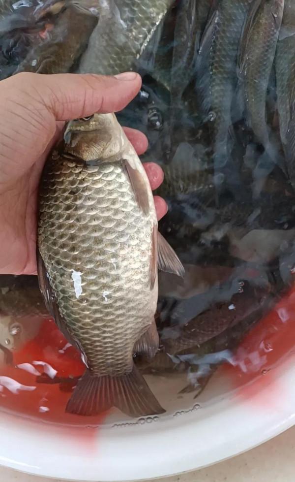 《2022元旦釣魚記》狂拉鯽魚17斤，絕密稍後公佈