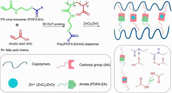 福建農林大在3D光固化列印水凝膠材料和彈性體研究獲系列進展