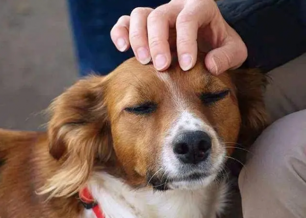 狗狗讓你撫摸，是因為信任你嗎？那你就錯了