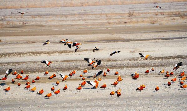 新疆溫宿庫瑪力克河畔鳥翩遷 新疆溫宿庫瑪力克河畔鳥翩遷