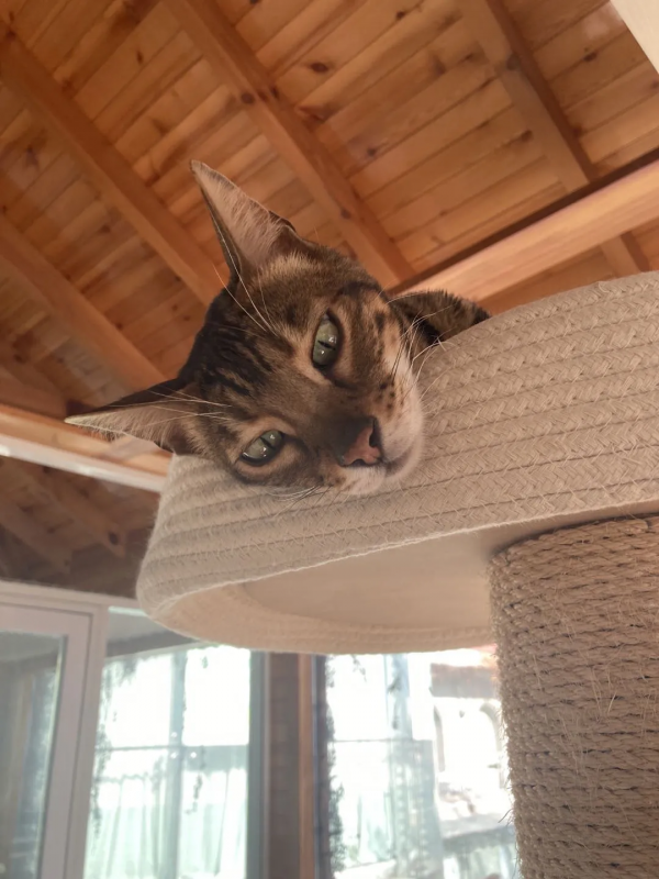 這貓怎麼豹裡豹氣的？