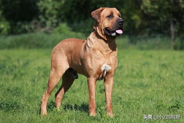 被日本指定為天然紀念物，分別有哪些犬種，原產自哪裡