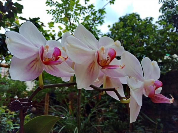 #陽臺小花園#又添新品種