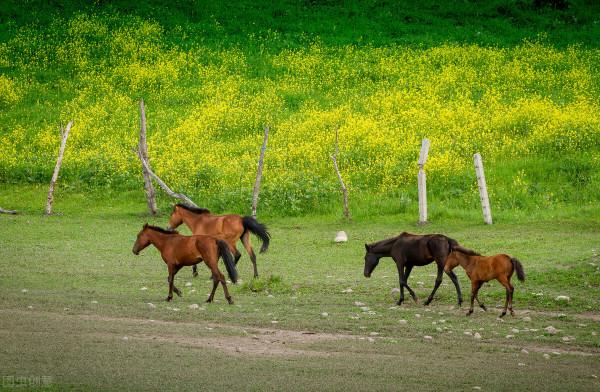 哪些生肖看人眼光很準 哪些生肖看人眼光很準