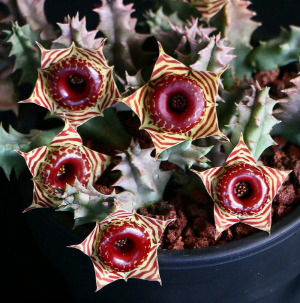 5種“醜花”很霸氣，不僅“美”獨特，而且吉利鎮宅，耐旱又好養