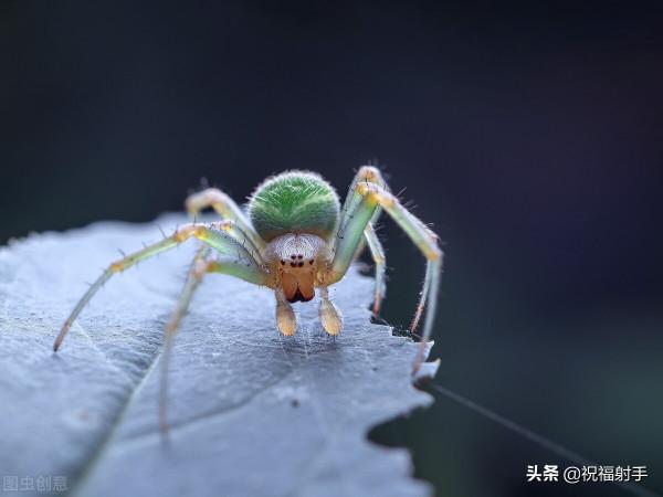 毒蜘蛛-五毒之——蜘蛛毒液,你應該瞭解的毒性知識(一)習性篇 毒蜘蛛-五毒之——蜘蛛毒液,你應該瞭解的毒性知識(一)習性篇