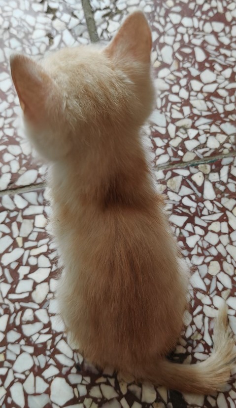 貓兒安心的走了，