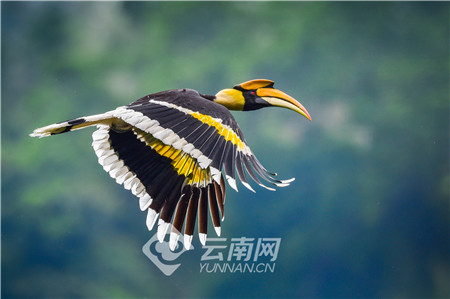 COP15丨讓更多綠孔雀翱翔於碧水丹山