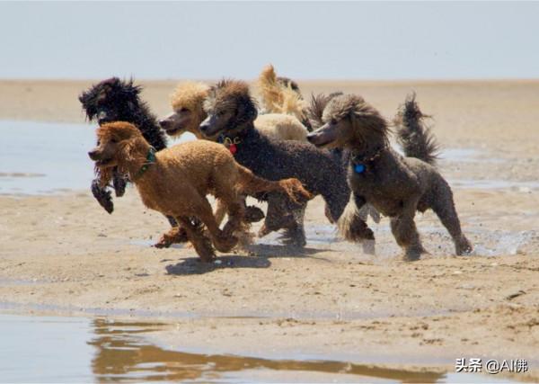 世界上跑得最快的狗 世界上跑得最快的狗