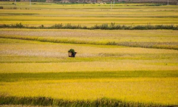 我的中國色 我的中國色