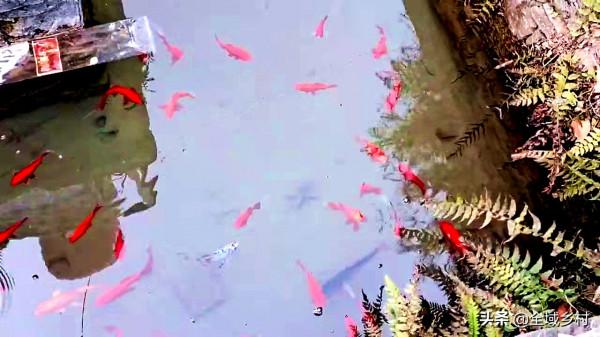 溪水竹林深處的古寺，是當年紅七十四師將士們的秘密宿營地